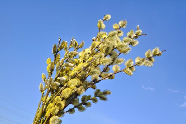 Сидней Верба