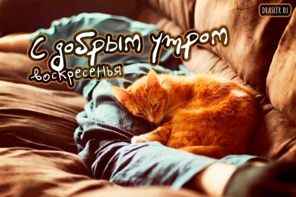 Доброго воскресенья котики