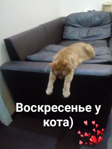 Хорошего воскресенья кот