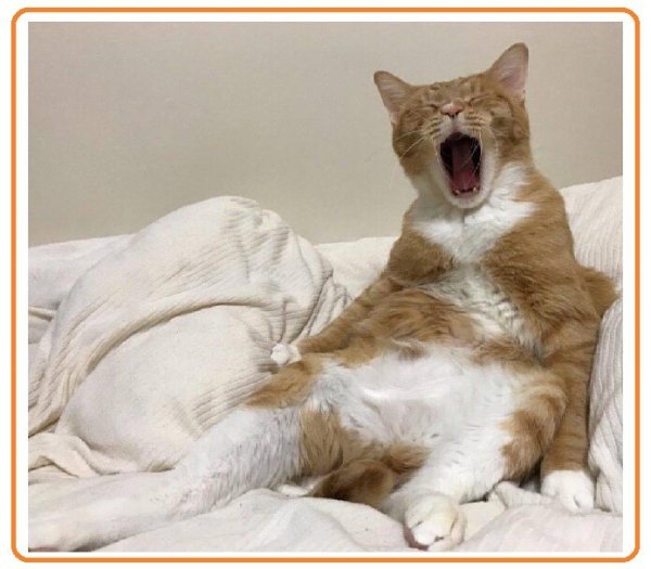 Котик проснулся