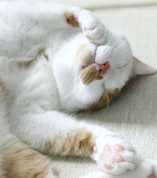 Воскресенье котики