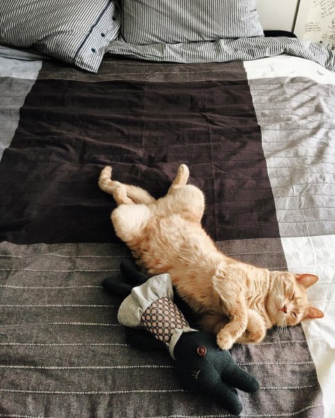 Утро воскресенья котики