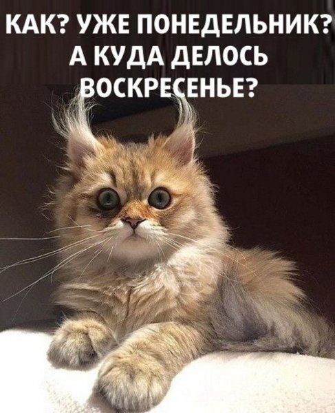 Хорошего воскресенья котики