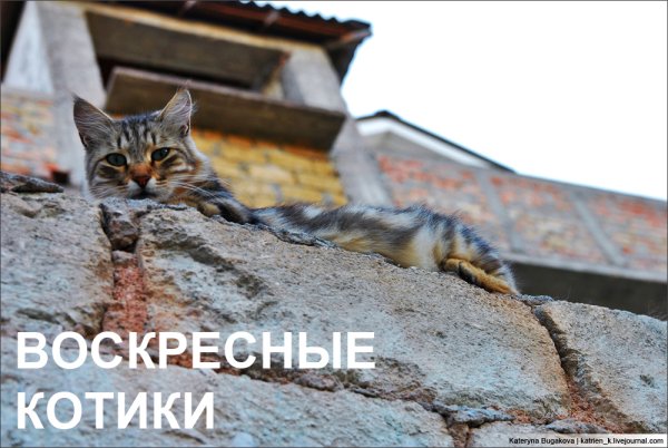 Коты в воскресенье