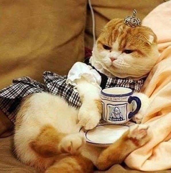 Утро воскресенья котики