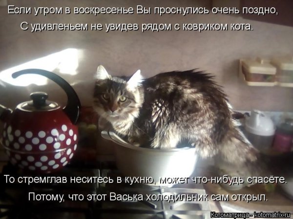 Коты в воскресенье утром