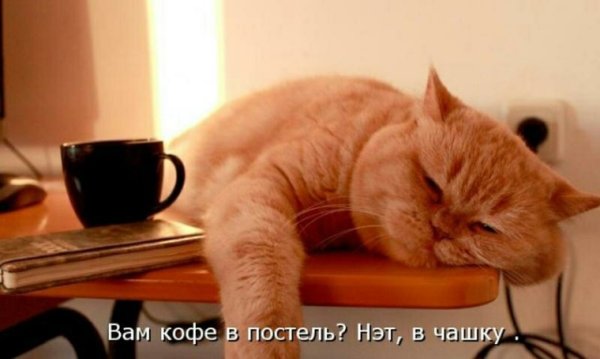 Утро воскресенья котики