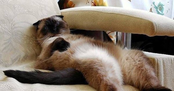 Котенок проснулся