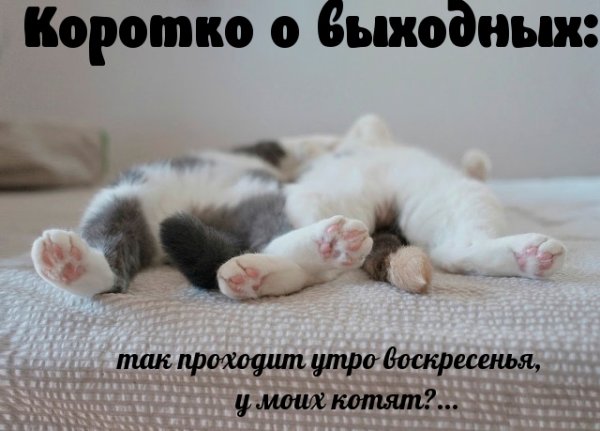 Доброе Воскресное утро котики