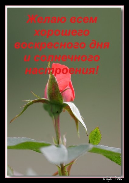 Открытка просыпайся