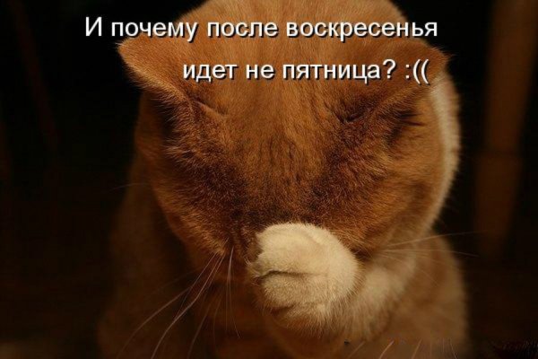 Воскресенье приколы