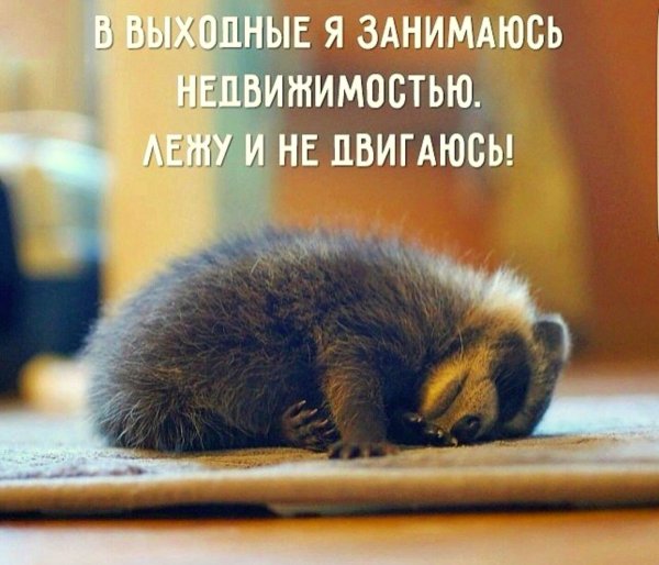 Кот вечер воскресенья
