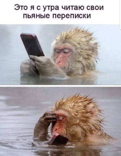 Кот с водкой