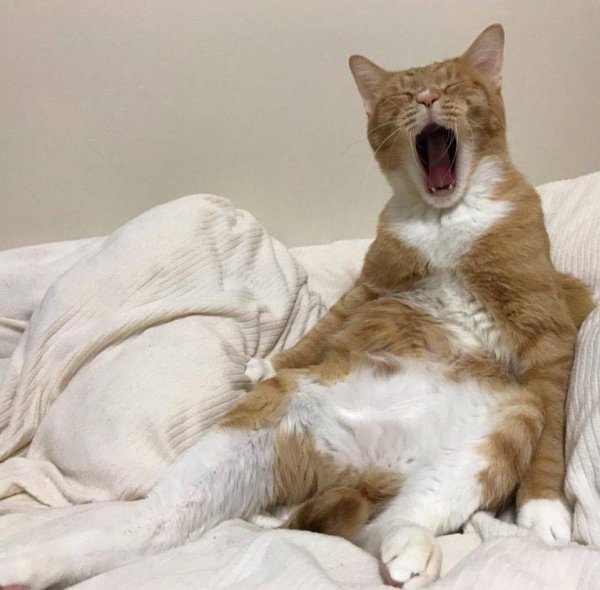 Утренний кот