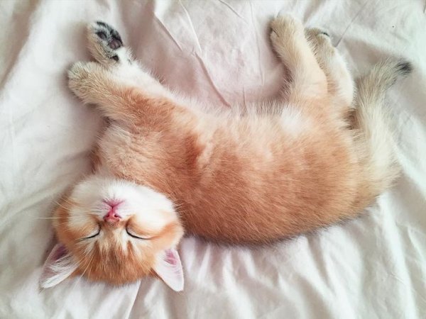 Утренний котик