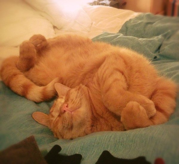 Утро воскресенья котики