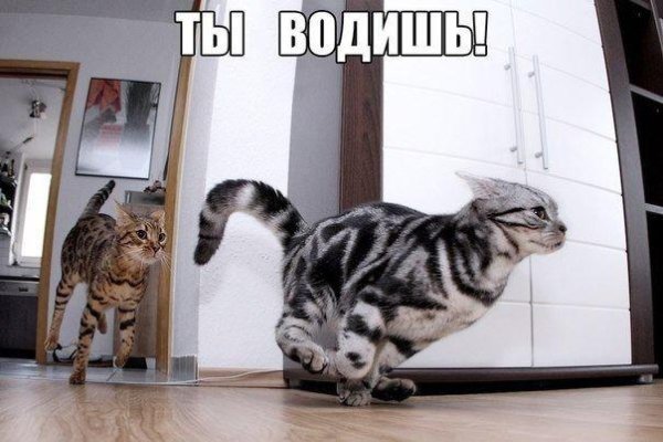 Коты в воскресенье