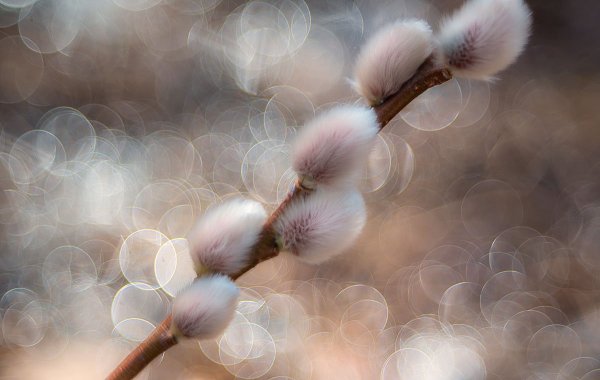 Верба Эстетика