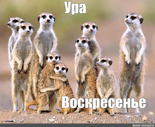 Ура воскресенье картинки смешные