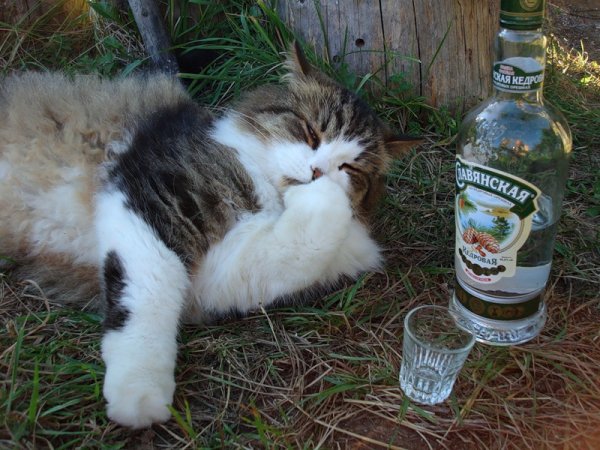 Котик с водкой