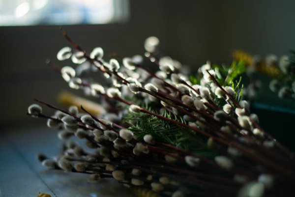 Верба праздник