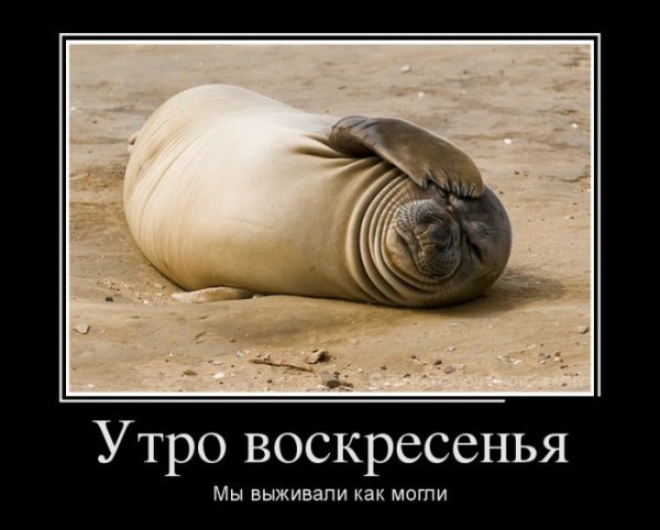 Прикольные стишки про воскресенье