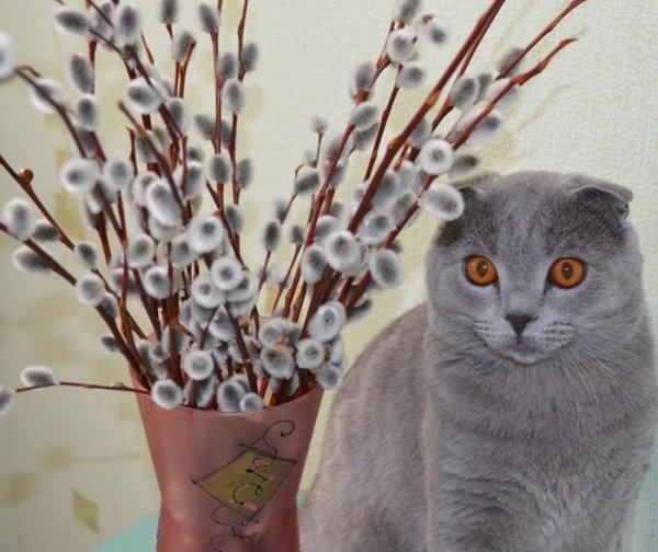 Котики на веточках вербы