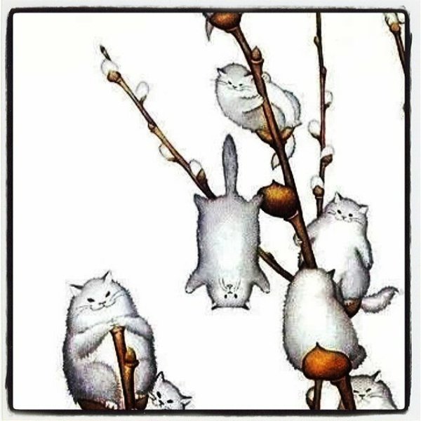 Котики на ветке вербы