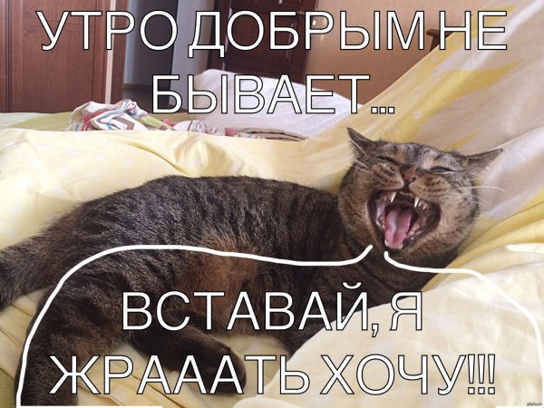 Доброе утро воскресенье прикольные