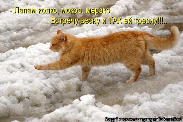 Доброе утро белка