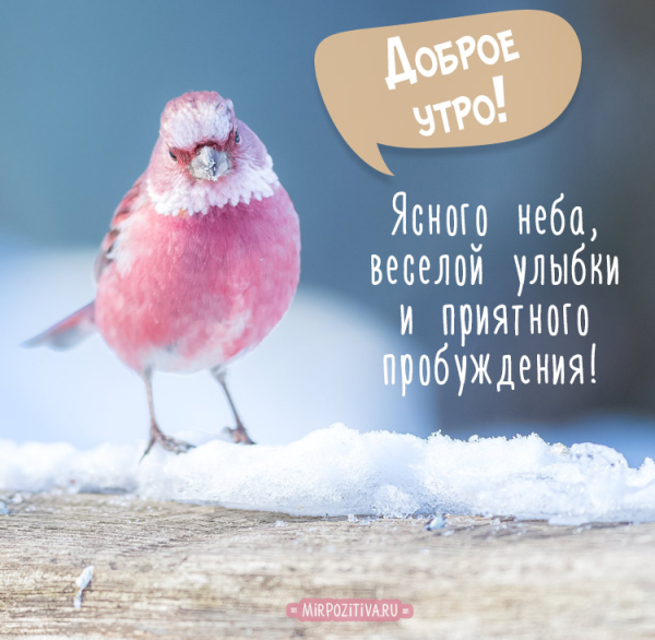 Розовый Воробей