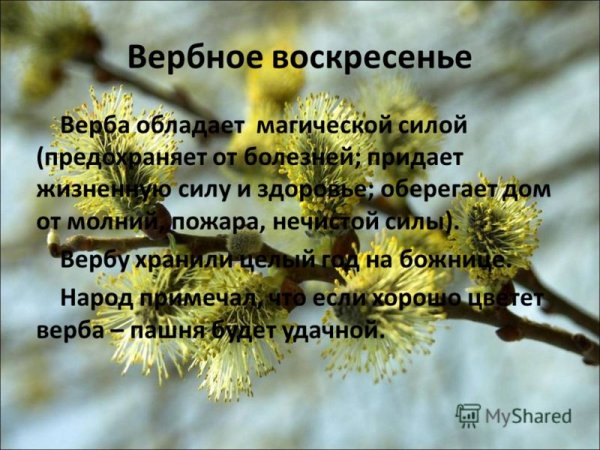 Вербное воскресенье приметы и обряды