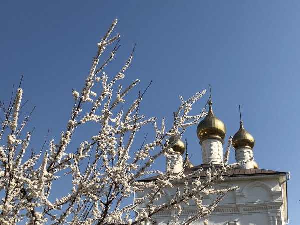 Верба на Вербное воскресенье