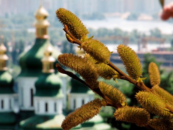 Верба на фоне церкви