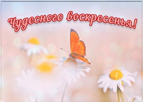 Солнечного воскресного дня и отличного настроения