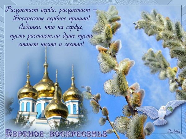 Верба Воскресенская
