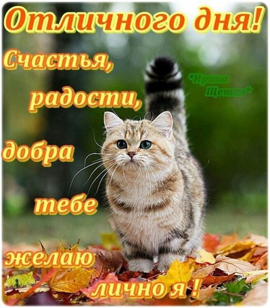 Отличного настроения котенок