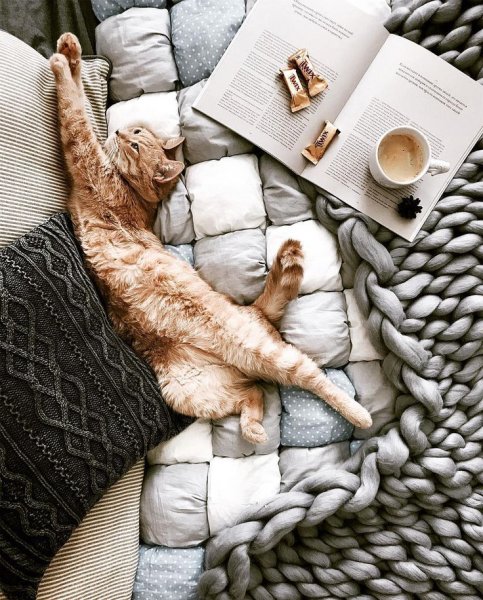 Уютные коты