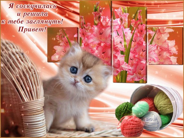 Доброго воскресного дня с котами