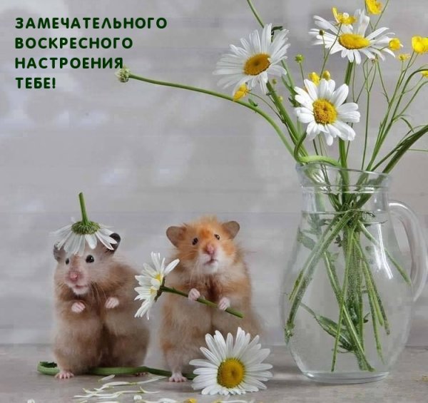 Животные в ромашках