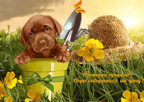 Солнечных выходных и хорошего настроения