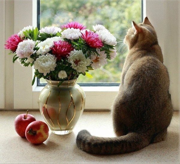 Котик и цветы в вазе