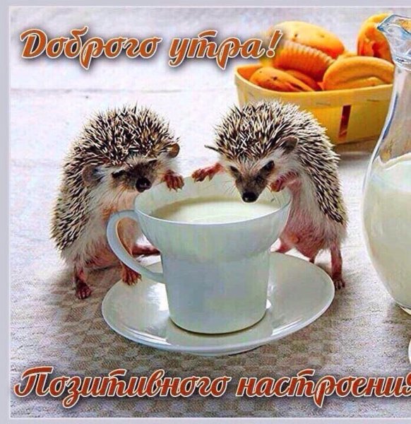 Доброе утро хорошего настроения