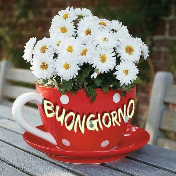 Красивые ромашки