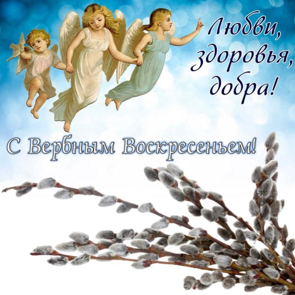 Красивая ветка вербы