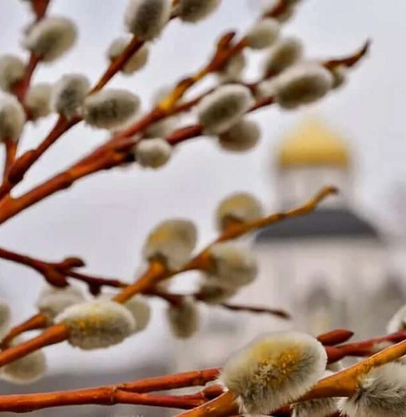 Вербное воскресенье природа