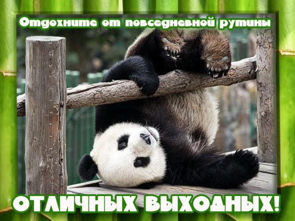 Хороших выходных юмор