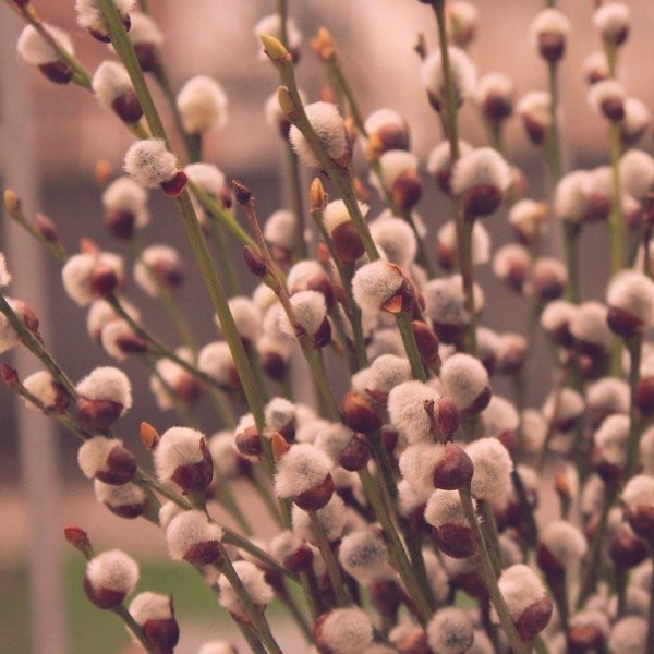 Вход Господень в Иерусалим Вербное воскресенье