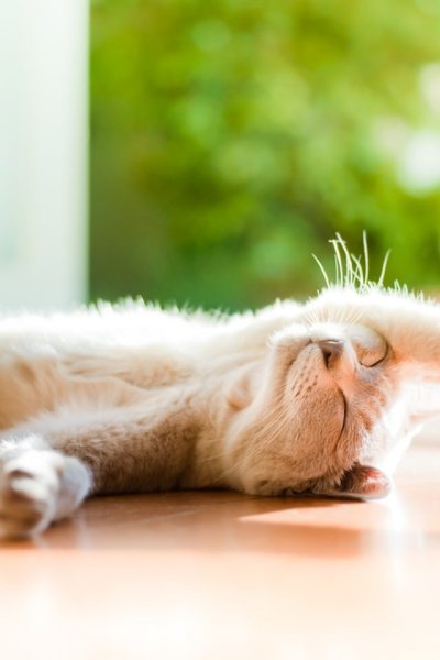 С добрым воскресным утром