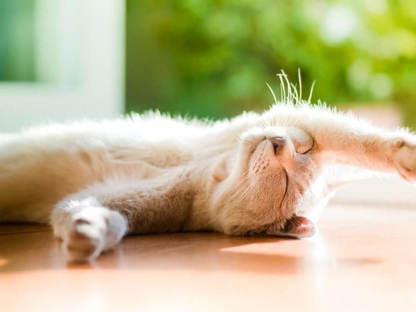 Кошачьи потягушки